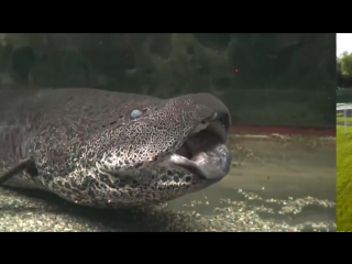 ТОП 10 ЖИВОТНЫХ СО СВЕРХСПОСОБНОСТЯМИ (Часть 2)