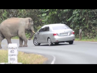 Что будет, если слону попадется машина