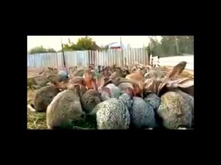 Прикол с кроликами