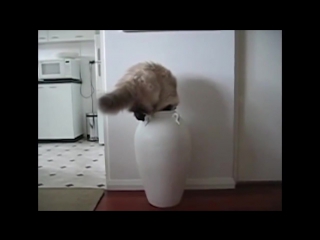 Коты - это жидкость