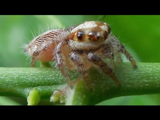 ИНТЕРЕСНЫЕ ФАКТЫ О ПАУКАХ