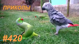 Приколы май 2019 №420