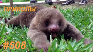 Приколы август 2019 №508