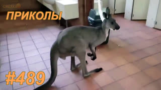 Приколы июль 2019 №489