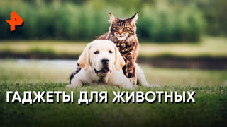 «Наука и техника»: гаджеты для питомцев